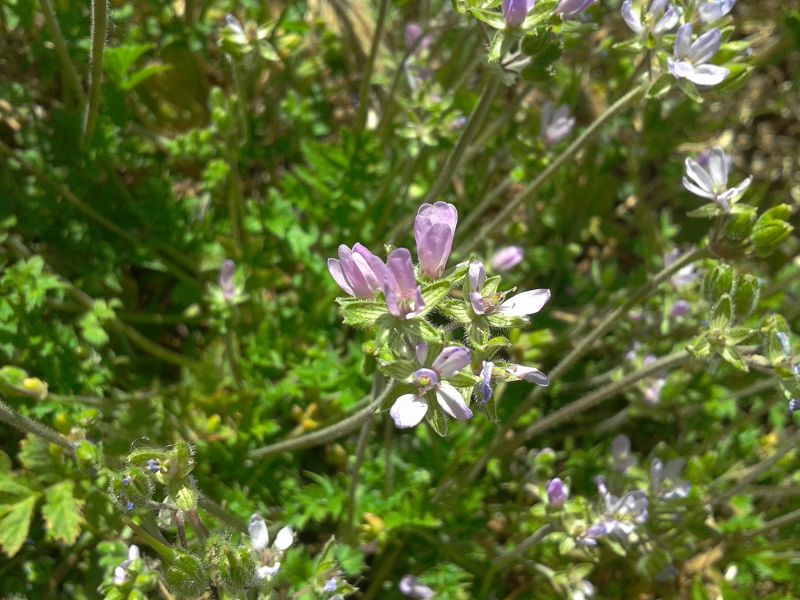 Erodium sp.